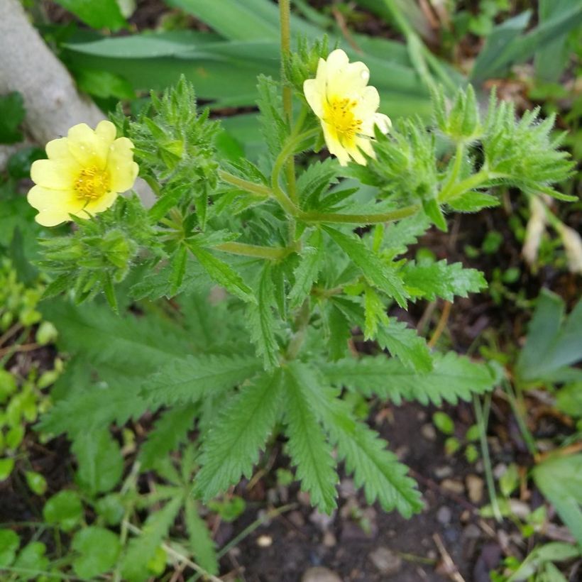 Potentilla recta - Rechte ganzerik (Groeiplaats)