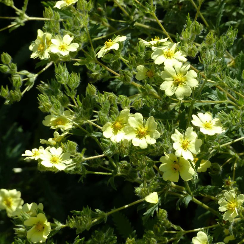 Potentilla recta sulphurea - Rechte ganzerik (Bloei)