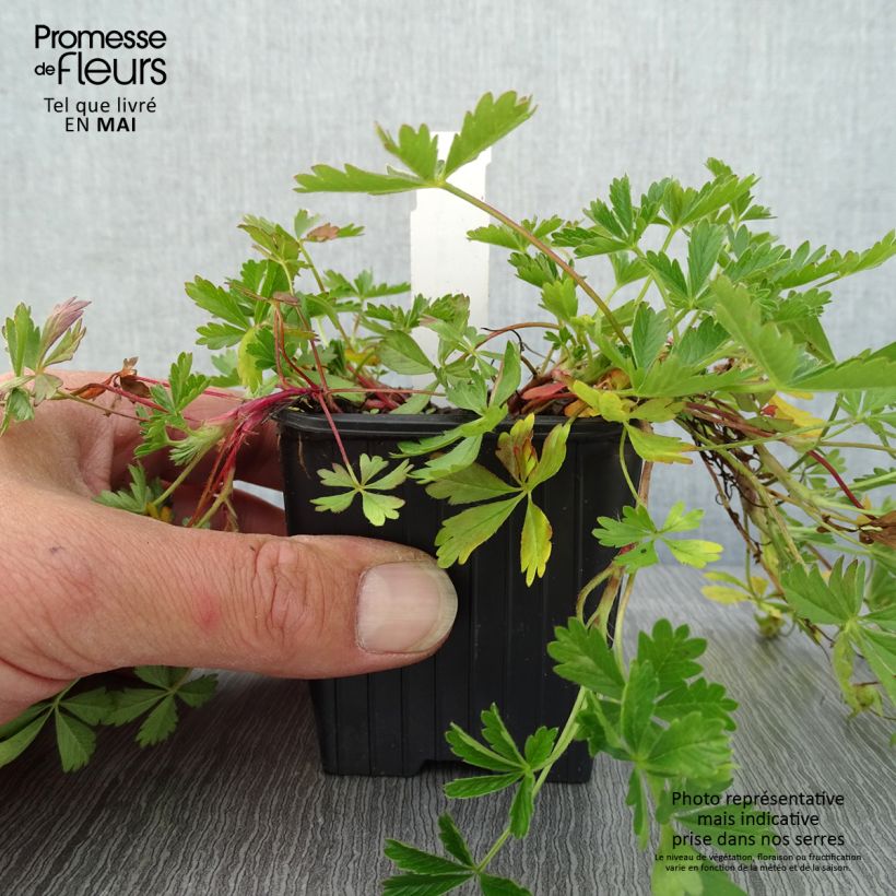 Exemplaar van Potentilla verna - Voorjaarsganzerik Kweekpotje van 8/9 cm zoals geleverd in de lente