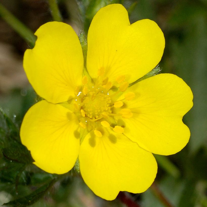 Potentilla verna - Voorjaarsganzerik (Bloei)