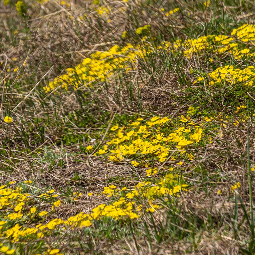 Potentilla verna - Voorjaarsganzerik (Groeiplaats)