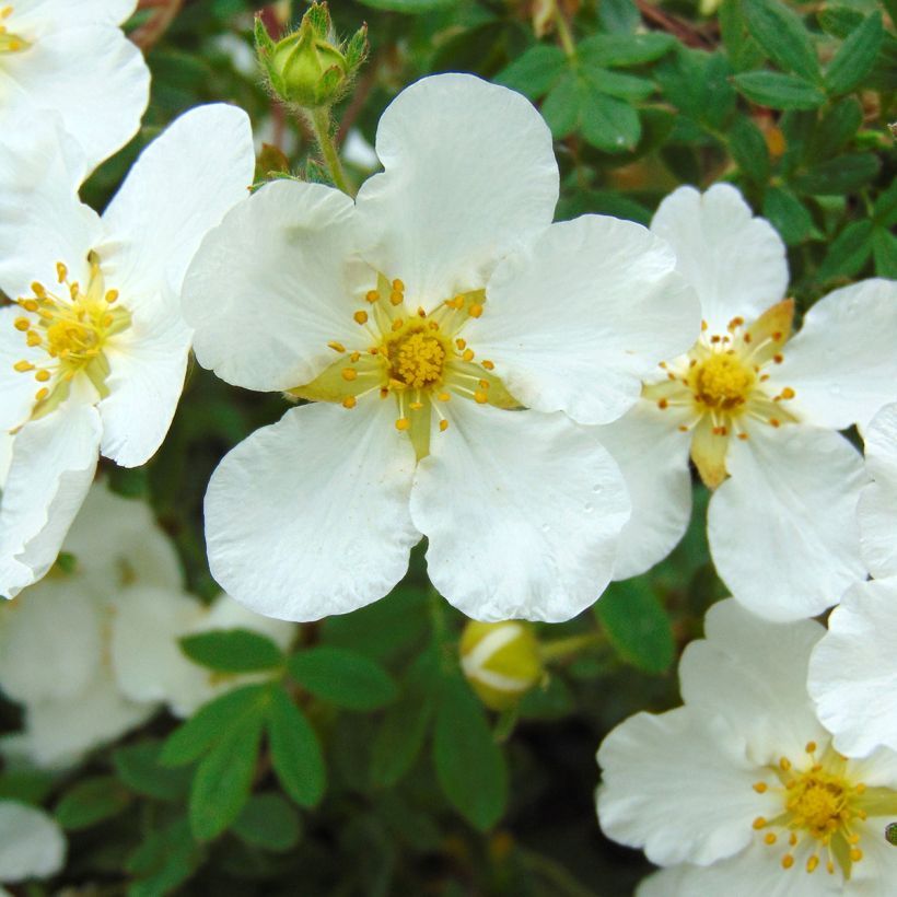 Potentilla fruticosa Abbotswood - Struikganzerik (Flowering)