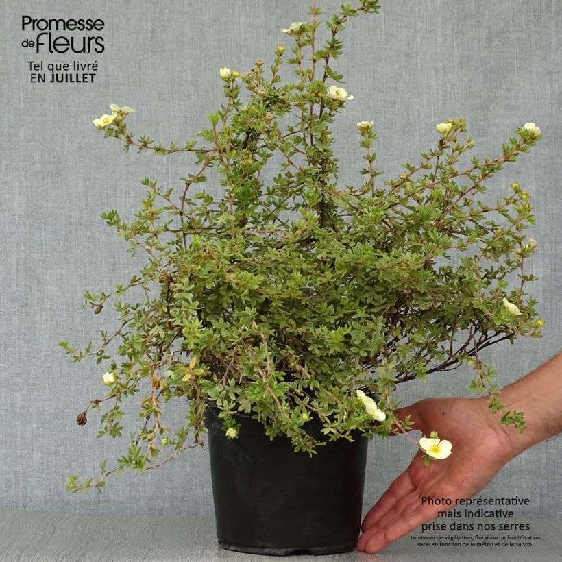 Exemplaar van Potentilla fruticosa Primrose Beauty - Struikganzerik Pot van 2 l/3 l zoals geleverd in de zomer