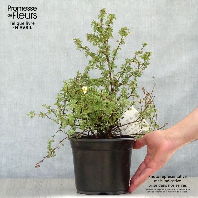 Exemplaar van Potentilla fruticosa Primrose Beauty - Struikganzerik Pot van 2 l/3 l zoals geleverd in de lente