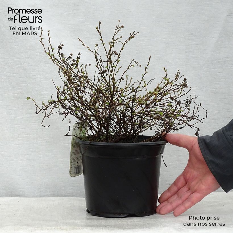 Exemplaar van Potentilla fruticosa Princess Pink Queen - Struikganzerik Pot van 2 l/3 l zoals geleverd in de lente