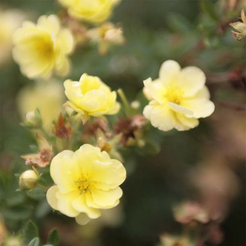 Potentilla fruticosa Lemon Meringue - Struikganzerik (Bloei)