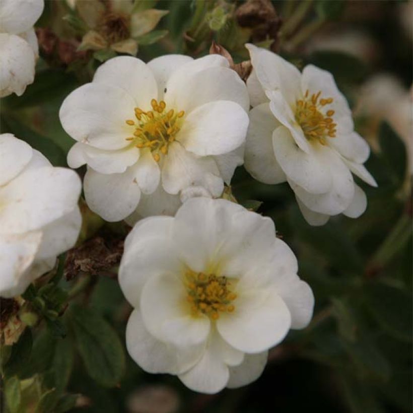 Potentilla fruticosa Creme brulée - Struikganzerik (Bloei)