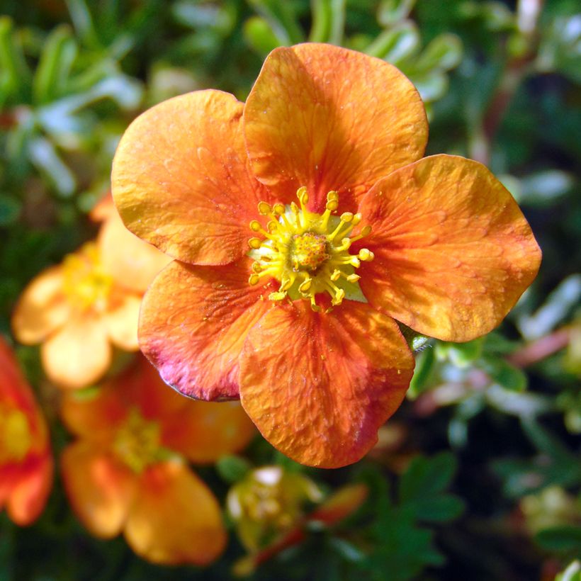 Potentilla fruticosa Hopley's Orange - Struikganzerik (Bloei)