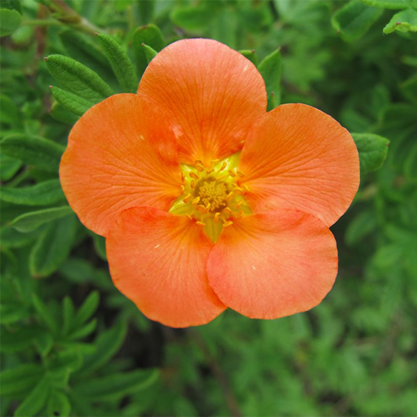 Potentilla fruticosa Hopley's Orange - Struikganzerik (Bloei)