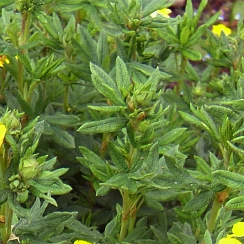 Potentilla fruticosa Kobold - Struikganzerik (Blad)