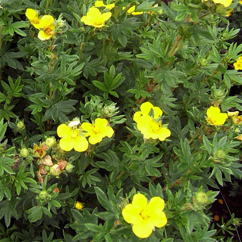 Potentilla fruticosa Kobold - Struikganzerik (Bloei)
