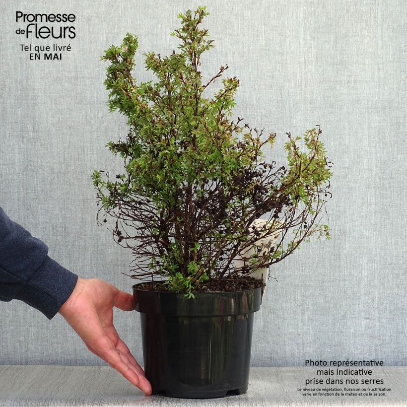 Exemplaar van Potentilla fruticosa Kobold - Struikganzerik Pot van 3 l/4 l zoals geleverd in de lente