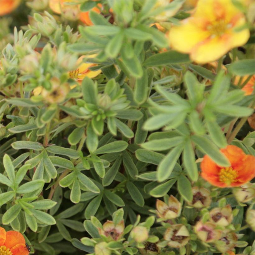 Potentilla fruticosa Mango Tango - Struikganzerik (Blad)