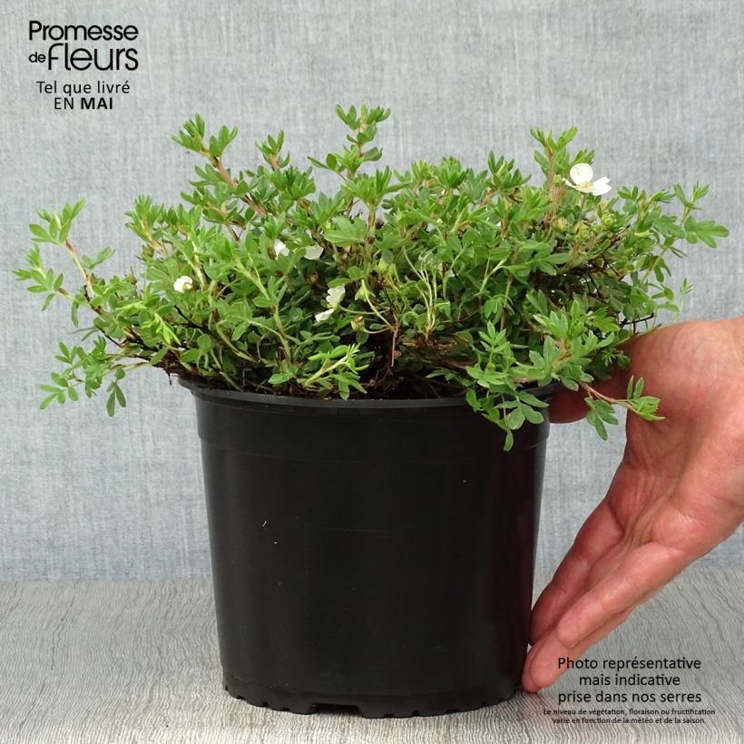 Exemplaar van Potentilla fruticosa Bella Bianca - Struikganzerik Pot van 2 l/3 l zoals geleverd in de lente