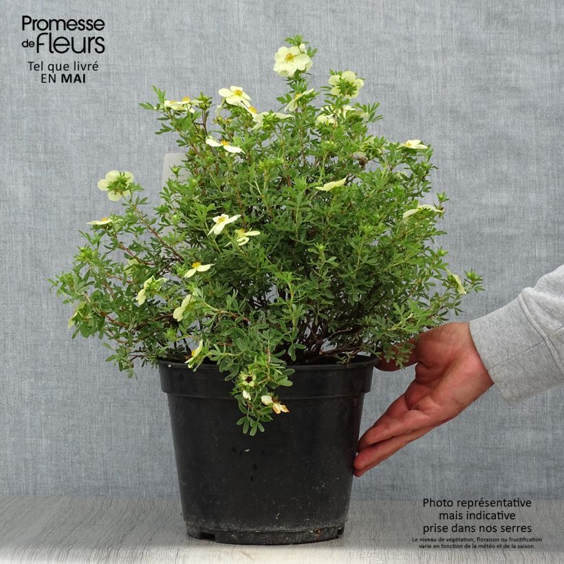 Example of Potentilla fruticosa Creamissima - Struikganzerik Pot van 4 l/5 l as you get in printemps