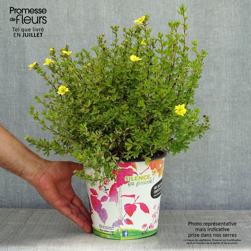 Exemplaar van Potentilla fruticosa Double Punch Gold - Struikganzerik Pot van 2 l/3 l zoals geleverd in de zomer