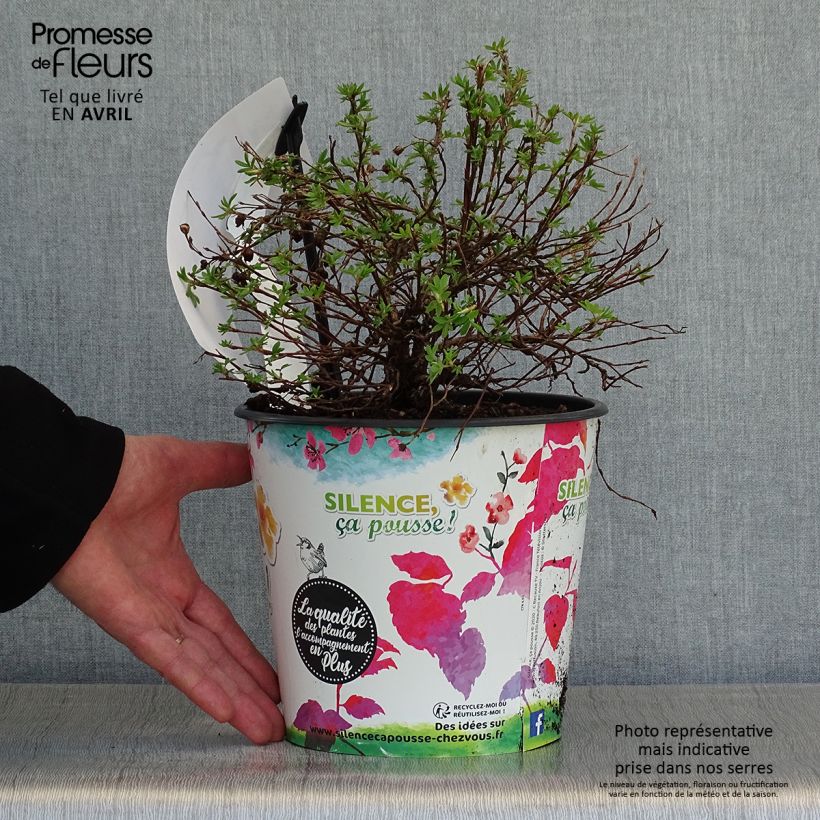 Example of Potentilla fruticosa Double Punch Gold - Struikganzerik Pot van 2 l/3 l as you get in printemps