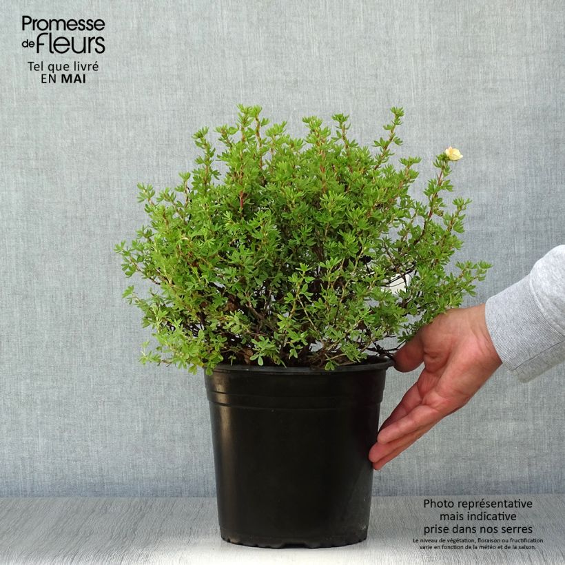 Exemplaar van Potentilla fruticosa Double Punch Peach - Struikganzerik Pot van 3 l/4 l zoals geleverd in de lente