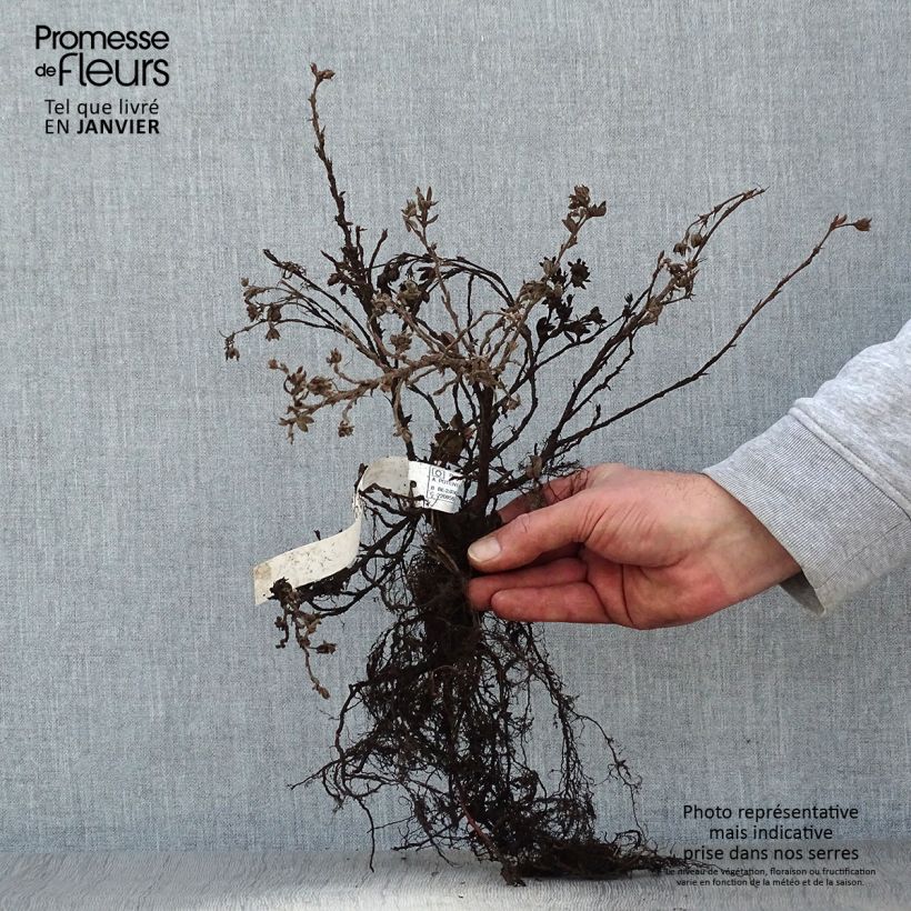Exemplaar van Potentilla fruticosa Elisabeth - Struikganzerik Naakte wortel, Struik zoals geleverd in de winter