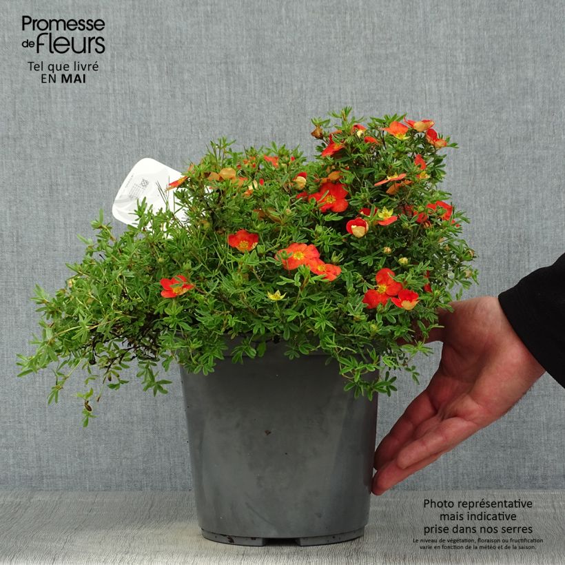 Example of Potentilla fruticosa Red Joker - Struikganzerik Pot van 3 l/4 l as you get in printemps