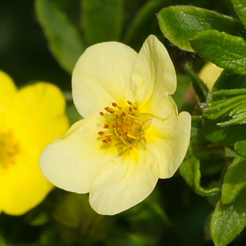 Potentilla fruticosa Sommerflor - Struikganzerik (Bloei)