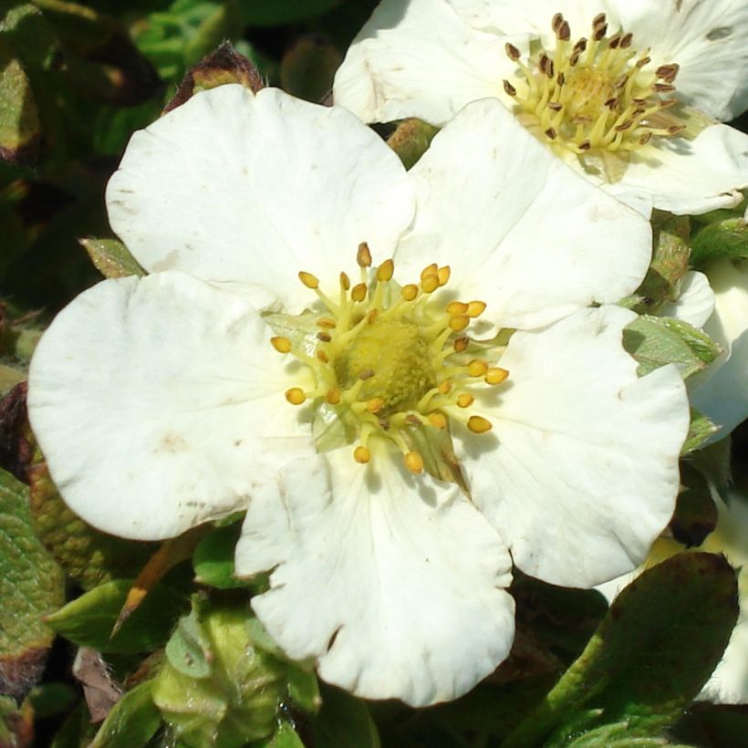 Potentilla fruticosa Tilford Cream - Struikganzerik (Bloei)