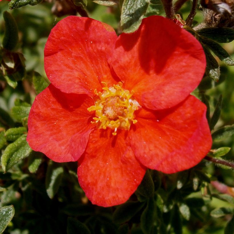 Potentilla fruticosa Rood Lady - Struikganzerik (Bloei)