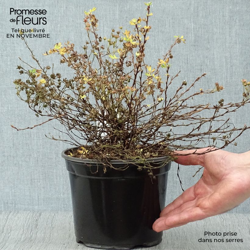 Exemplaar van Potentilla fruticosa Abbotswood - Struikganzerik Pot van 2 l/3 l zoals geleverd in de herfst