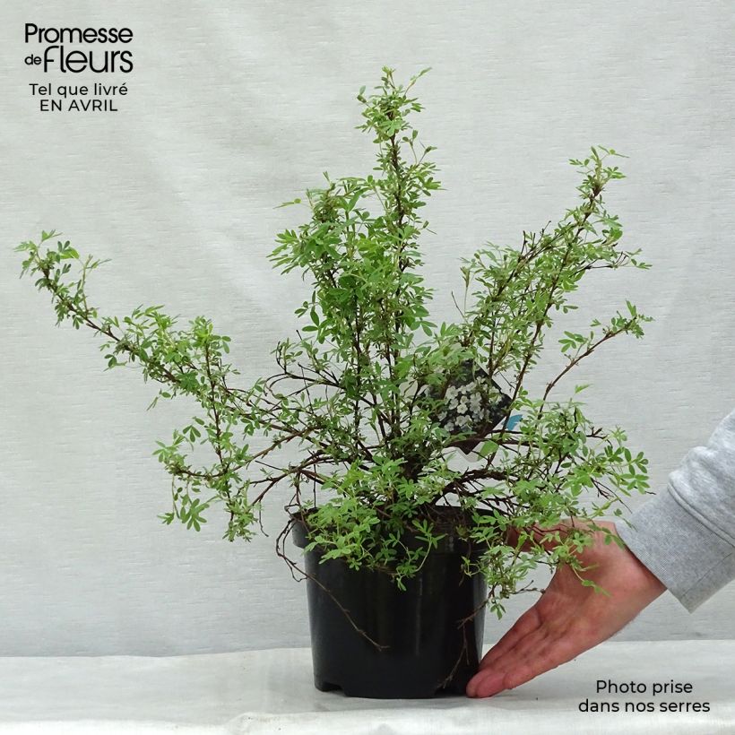 Example of Potentilla fruticosa Abbotswood - Struikganzerik Pot van 2 l/3 l as you get in printemps