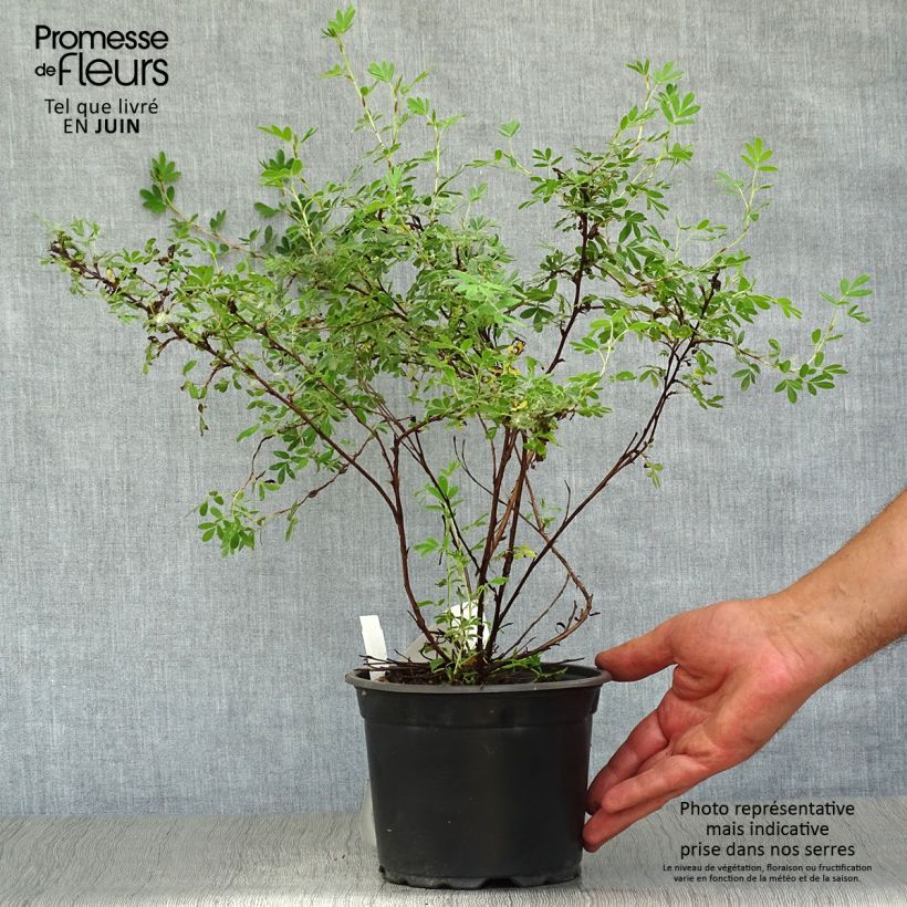 Exemplaar van Potentilla fruticosa Abbotswood - Struikganzerik Pot van 2 l/3 l zoals geleverd in de zomer