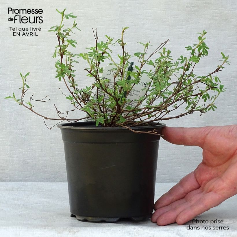 Example of Potentilla fruticosa Abbotswood - Struikganzerik Pot van 1 l/1,5 l as you get in printemps