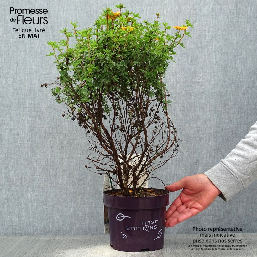 Exemplaar van Potentilla fruticosa Mandarin Tango - Struikganzerik Pot van 2 l/3 l zoals geleverd in de lente