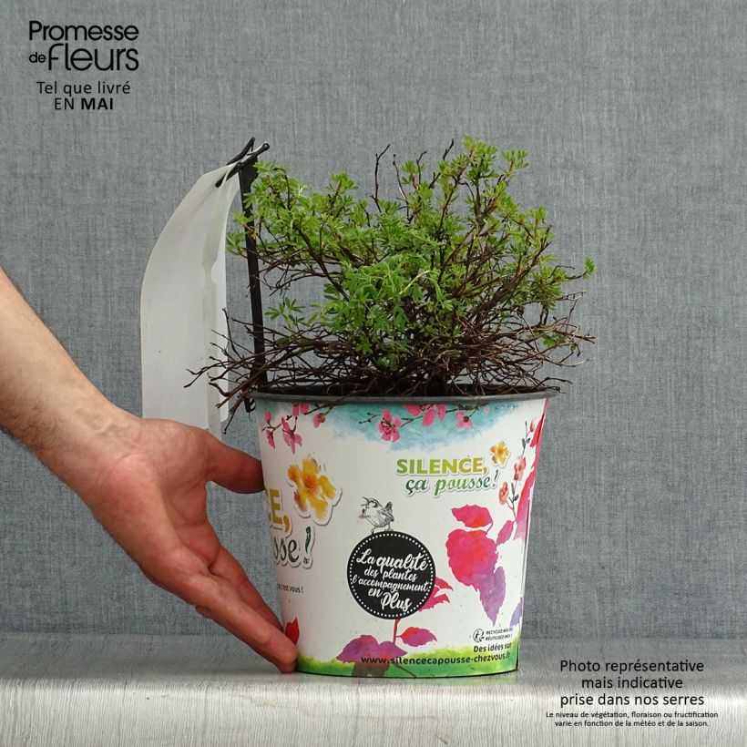 Exemplaar van Potentilla fruticosa Orangissima - Struikganzerik Pot van 4 l/5 l zoals geleverd in de lente