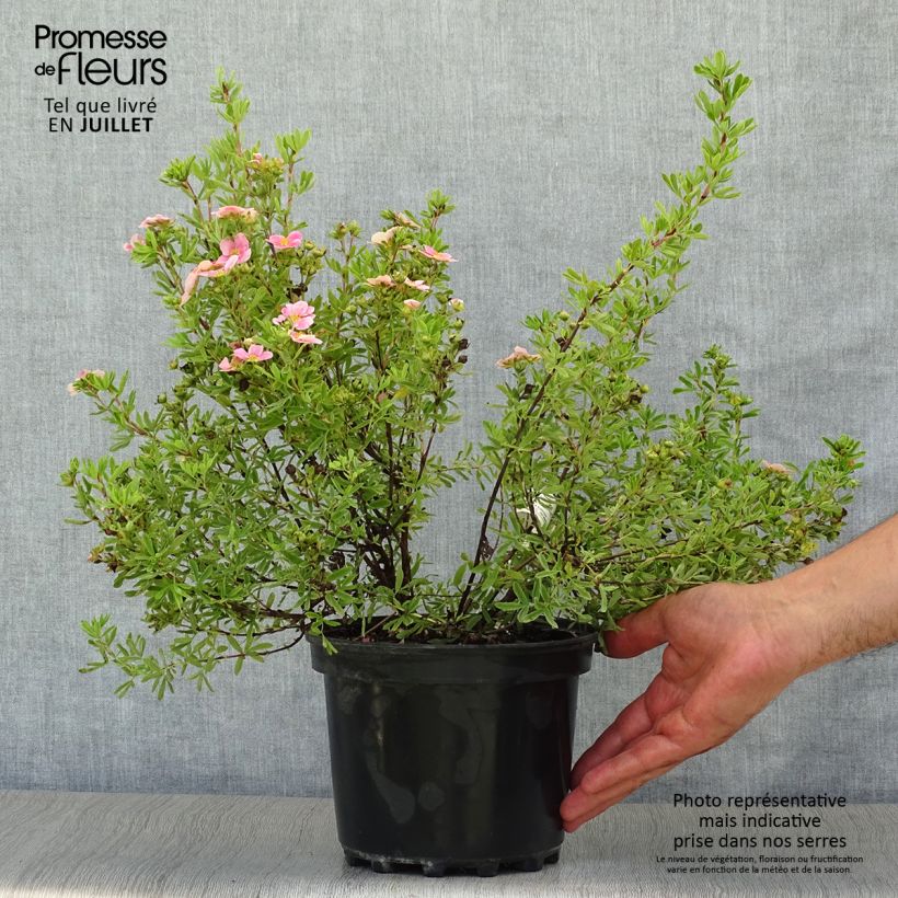 Exemplaar van Potentilla fruticosa Pink Paradise - Struikganzerik Pot van 2 l/3 l zoals geleverd in de zomer