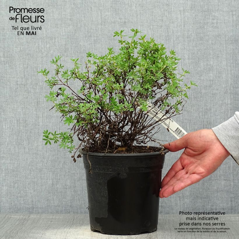Exemplaar van Potentilla fruticosa Solarissima - Struikganzerik Pot van 4 l/5 l zoals geleverd in de lente
