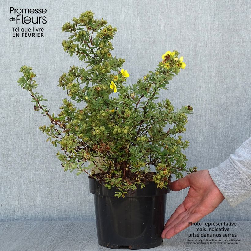 Exemplaar van Potentilla fruticosa Sommerflor- Potentille arbustive Pot de 2L/3L zoals geleverd in de herfst