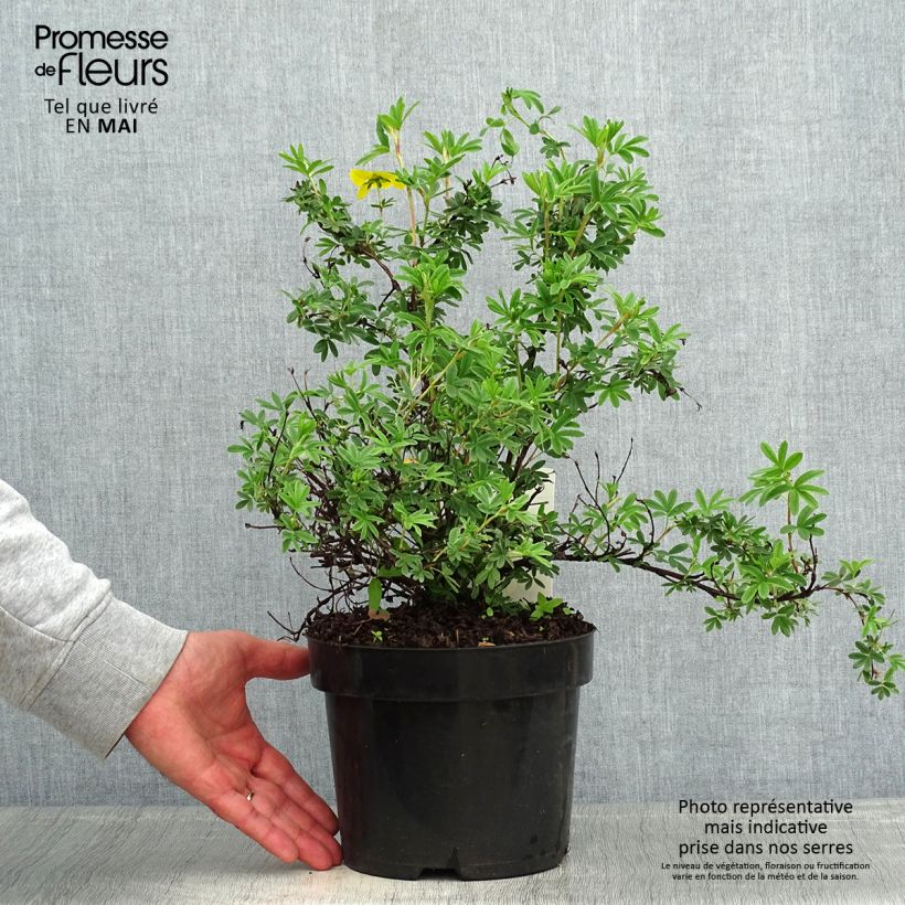 Exemplaar van Potentilla fruticosa Sommerflor - Struikganzerik Pot van 2 l/3 l zoals geleverd in de lente