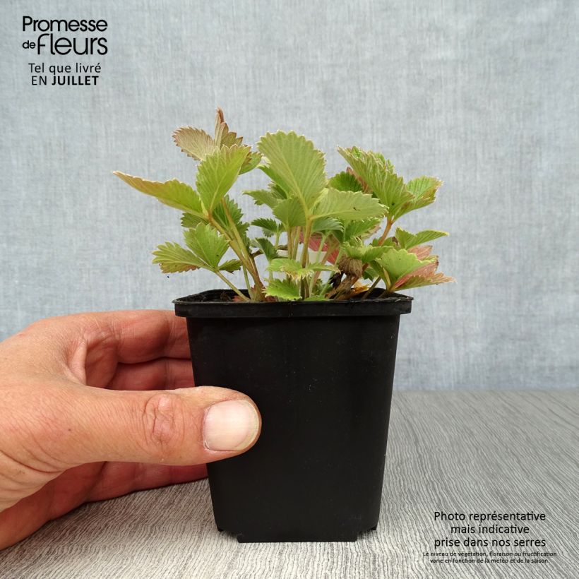 Exemplaar van Potentilla atrosanguinea - Donkerbloedrode ganzerik Kweekpotje van 8/9 cm zoals geleverd in de zomer