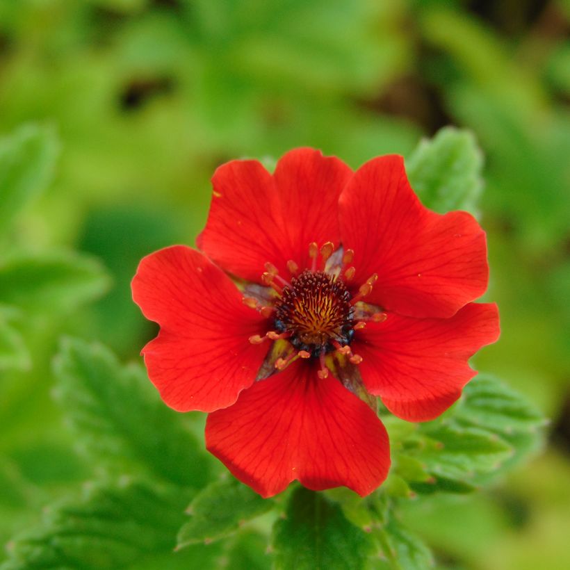 Potentilla Gibson s Scarlet - Ganzerik (Bloei)