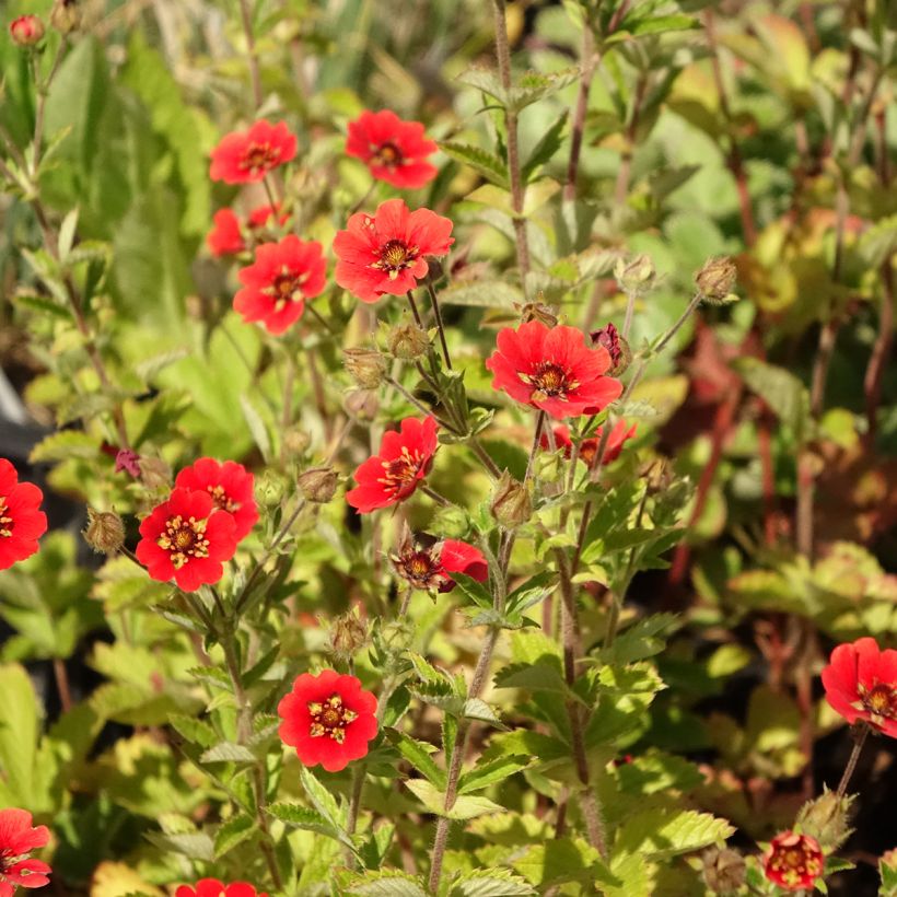 Potentilla Gibson s Scarlet - Ganzerik (Bloei)