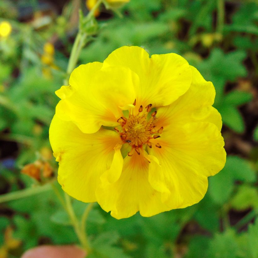 Potentilla Yellow Queen - Ganzerik (Bloei)