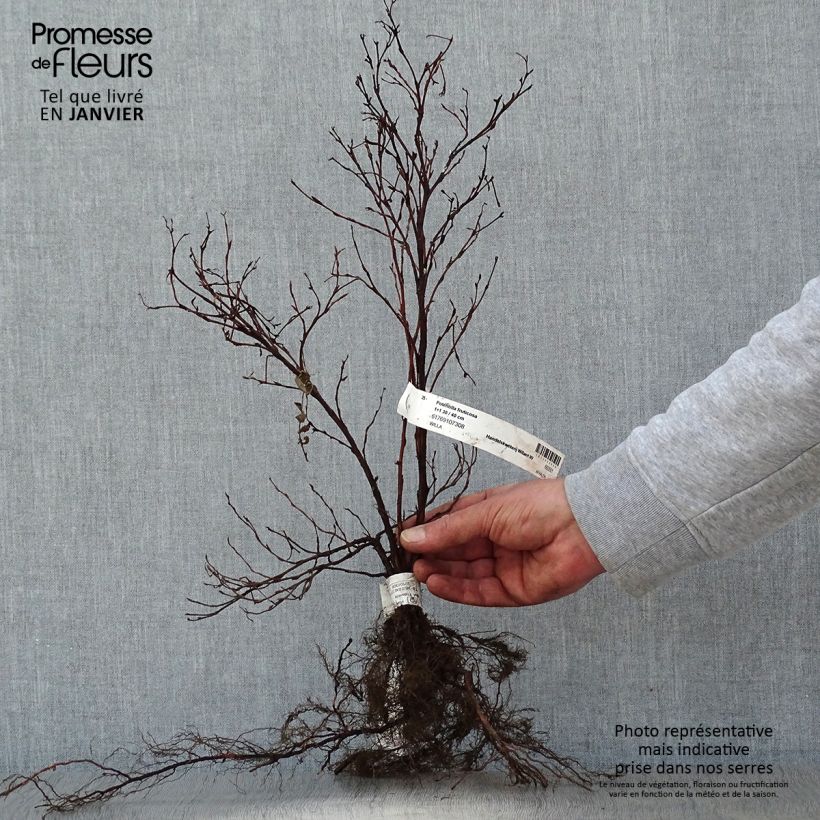 Exemplaar van Potentilla fruticosa - Struikganzerik Naakte wortel, Struik zoals geleverd in de winter