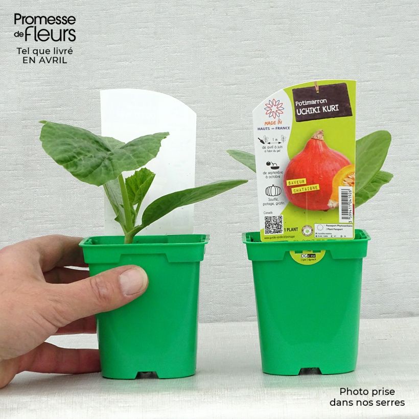 Exemplaar van Pompoen Uchiki Kuri (jonge planten) Pot van 10 cm/11 cm zoals geleverd in de lente