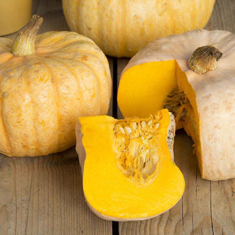 Pompoen Australian Butter (Oogst)