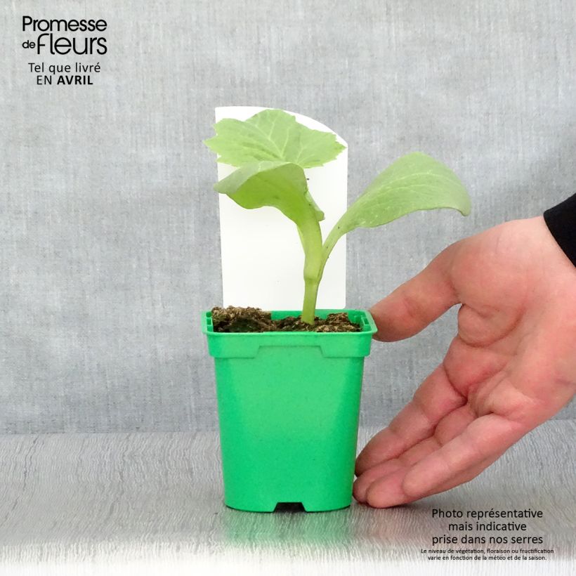 Exemplaar van Reuzenpompoen Rode van Etampes (jonge planten in 10,5 cm pot) Pot van 10 cm/11 cm zoals geleverd in de lente