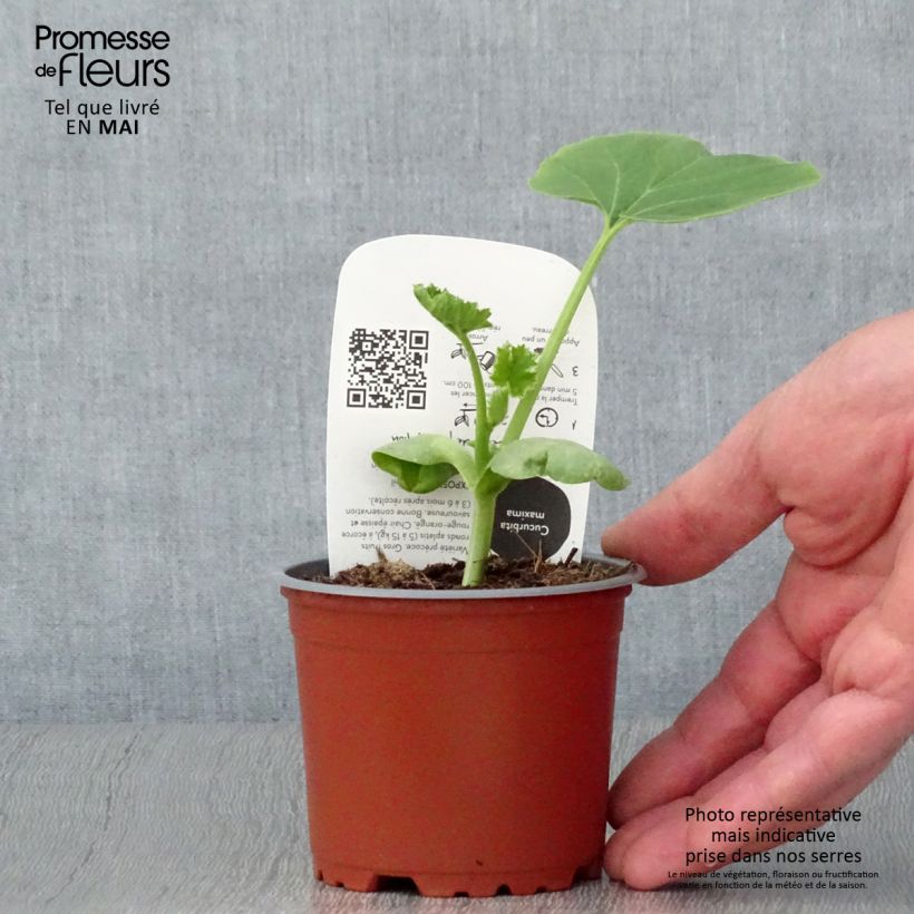 Example of Pompoen Rode van Etampes BIO (jonge planten in 10,5 cm pot) Pot van 10 cm/11 cm as you get in printemps