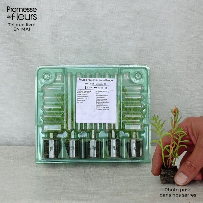 Exemplaar van Portulaca grandiflora Sundial Mix - Portulakroos Kluitplant: kluit 3,8 cm x 3,2 cm in een tray voor 16 planten zoals geleverd in de lente