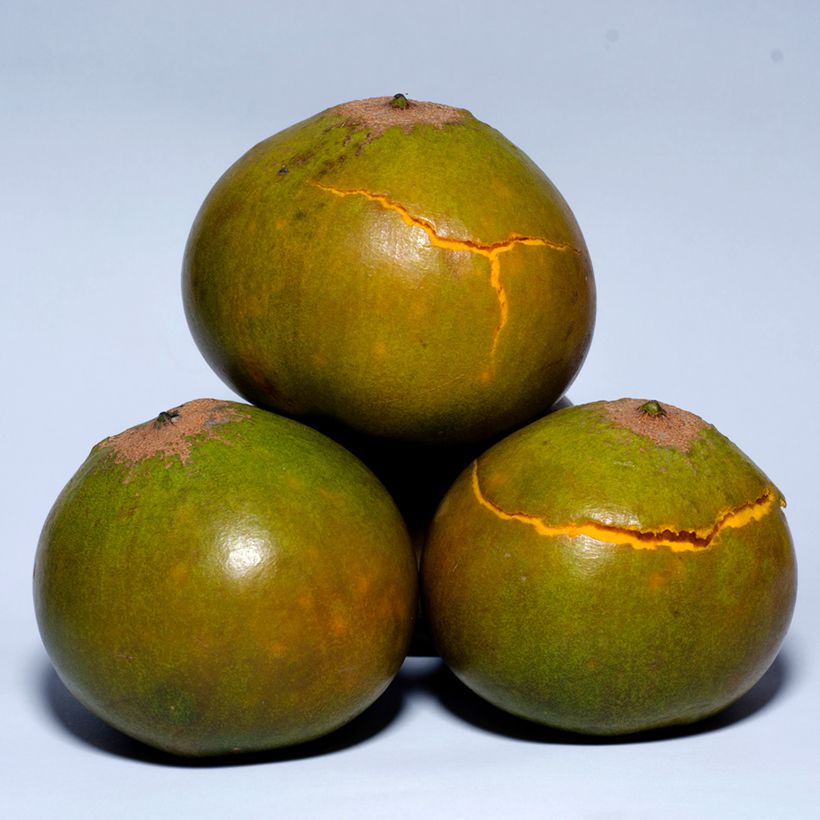 Lucuma - Pouteria obovata (Oogst)
