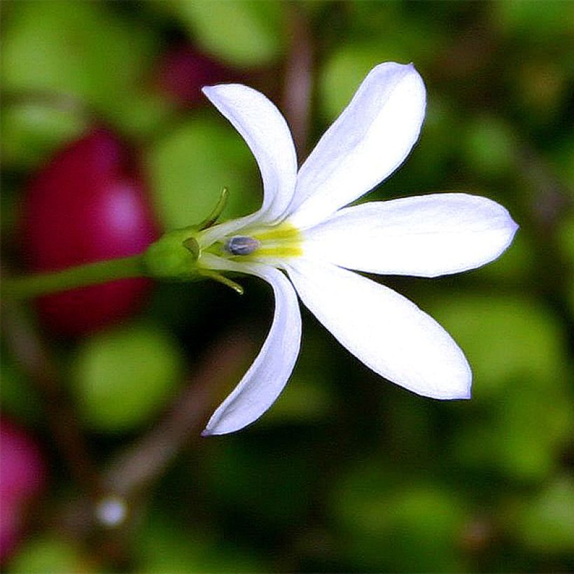 Pratia angulata - Gazonlobelia (Bloei)