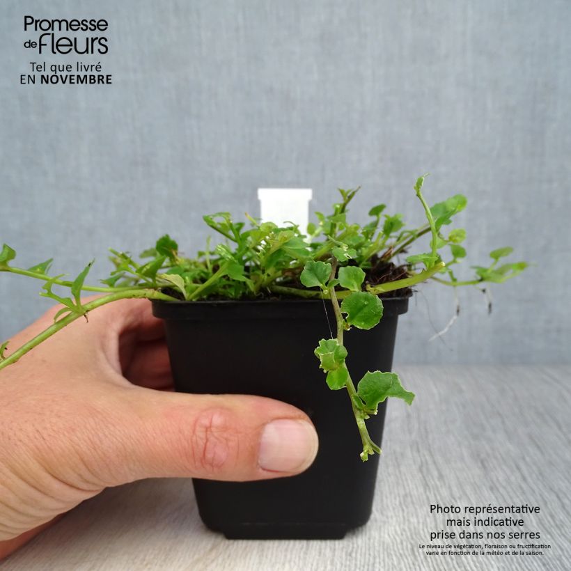 Exemplaar van Pratia angulata - Gazonlobelia Kweekpotje van 8/9 cm zoals geleverd in de herfst